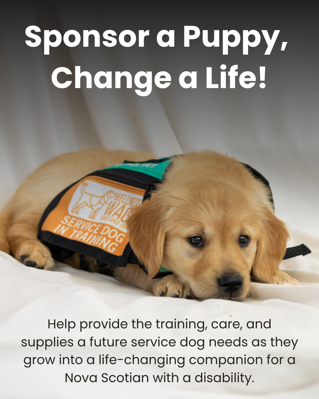 Sponsor a puppy with Wellness Wags